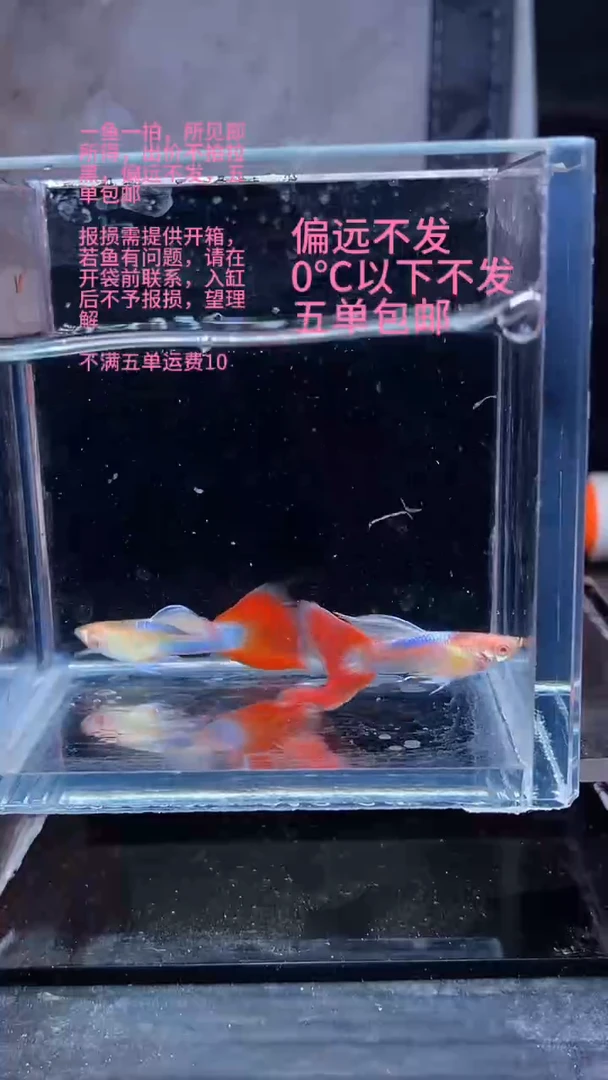 孔雀鱼孔雀鱼 07