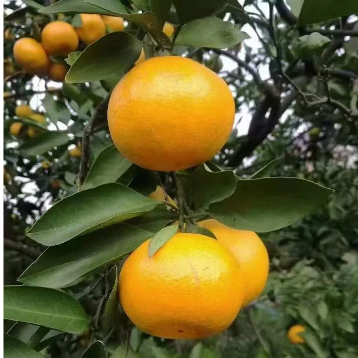 橘子树苗爱媛红美人南方种植庭院，盆栽地栽