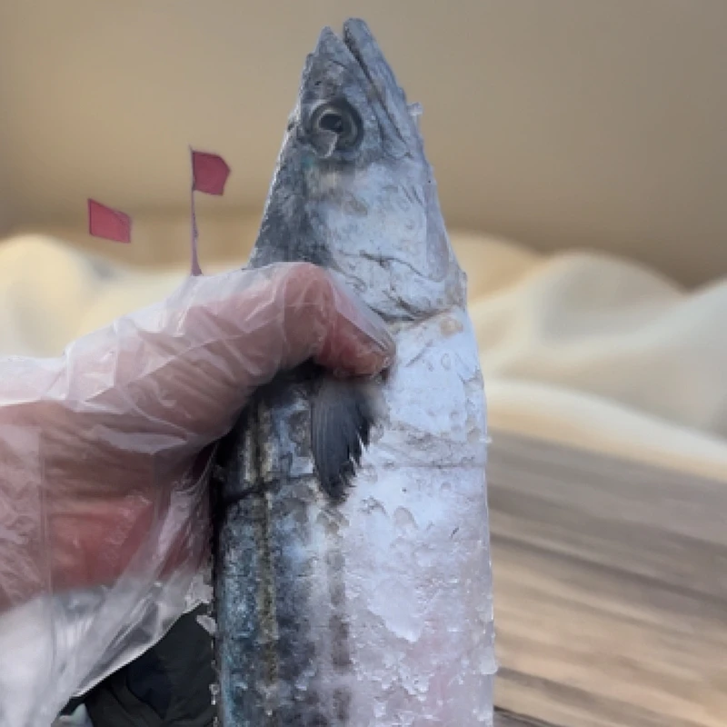 【中号】马鲛鱼海鱼海捕燕尾鲅0.8-1斤净重五斤没碎刺生鲜