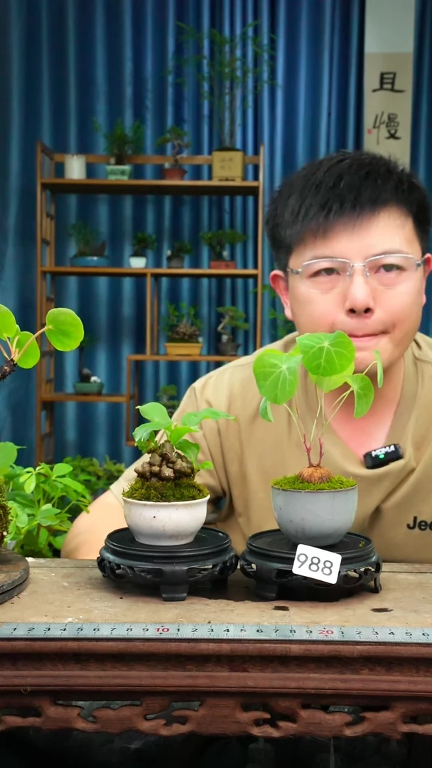 无花朵苔藓微景观988号