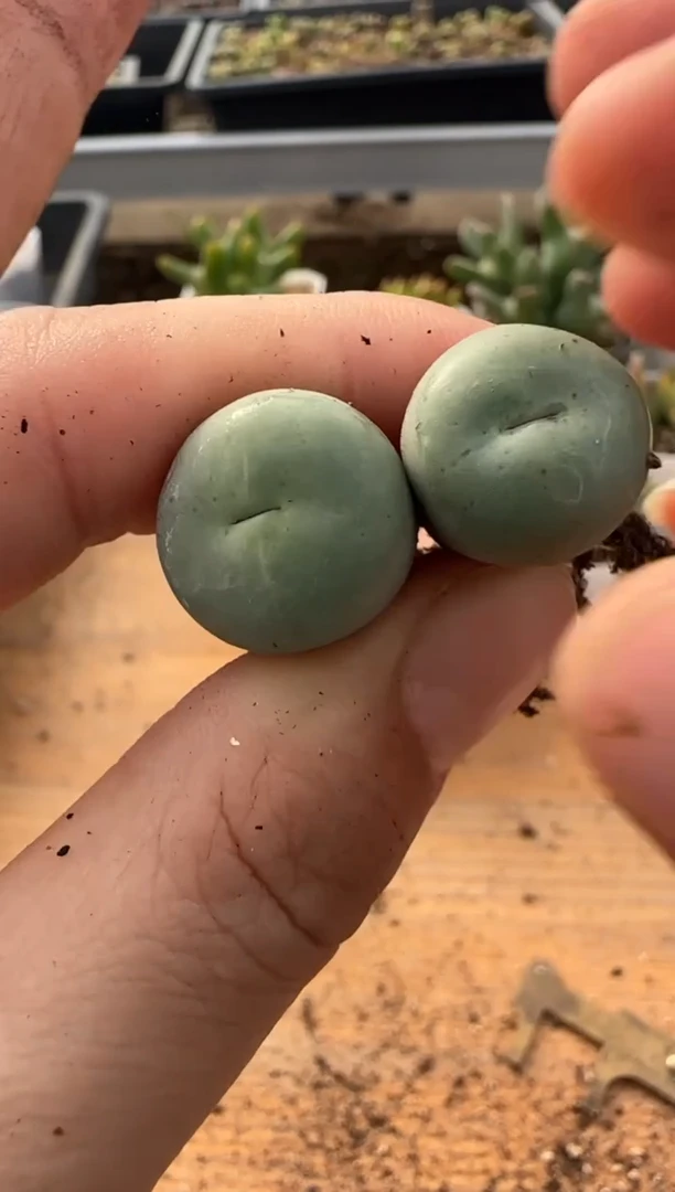 【闪购商品】9-272