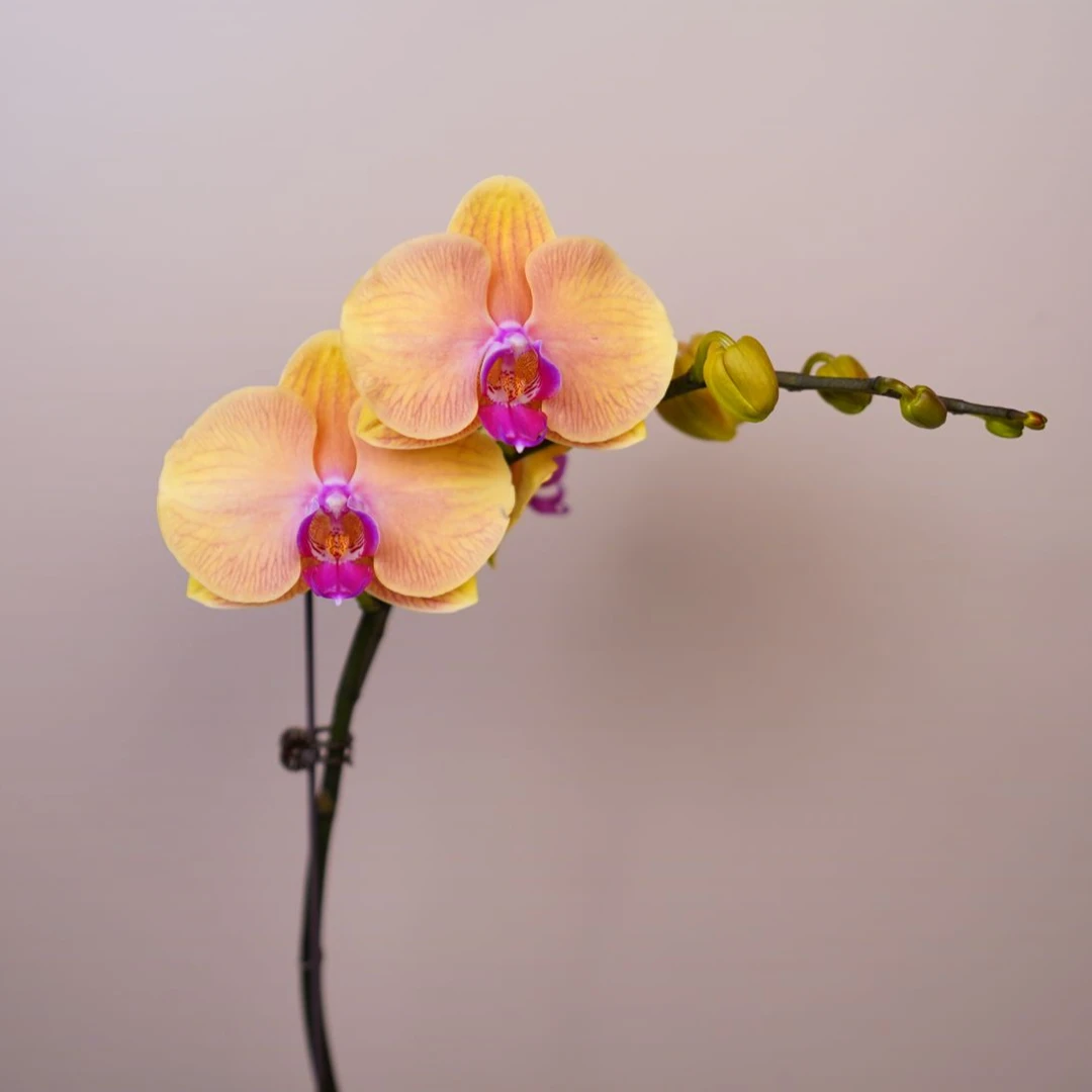 朝暮里蝴蝶兰超高品质(圆舞曲 带花带花苞)开花珠发货