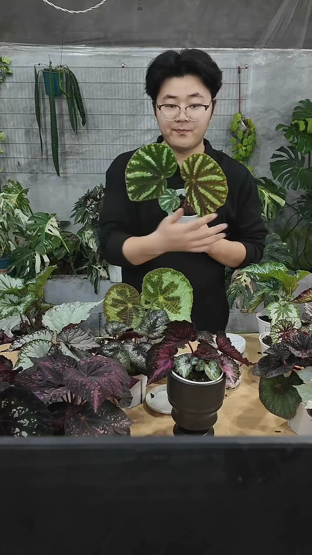 完全开放北约秋海棠