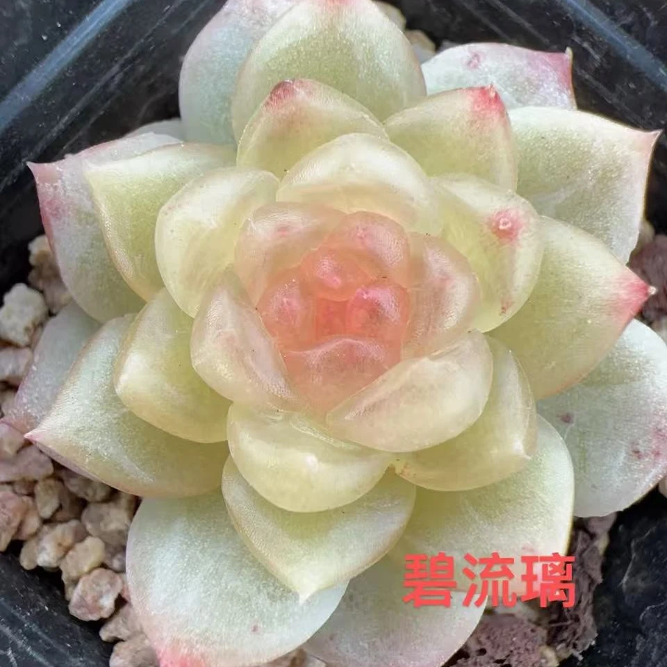 (碧琉璃珍妮糖心单头)风花雪月系列多肉量拍