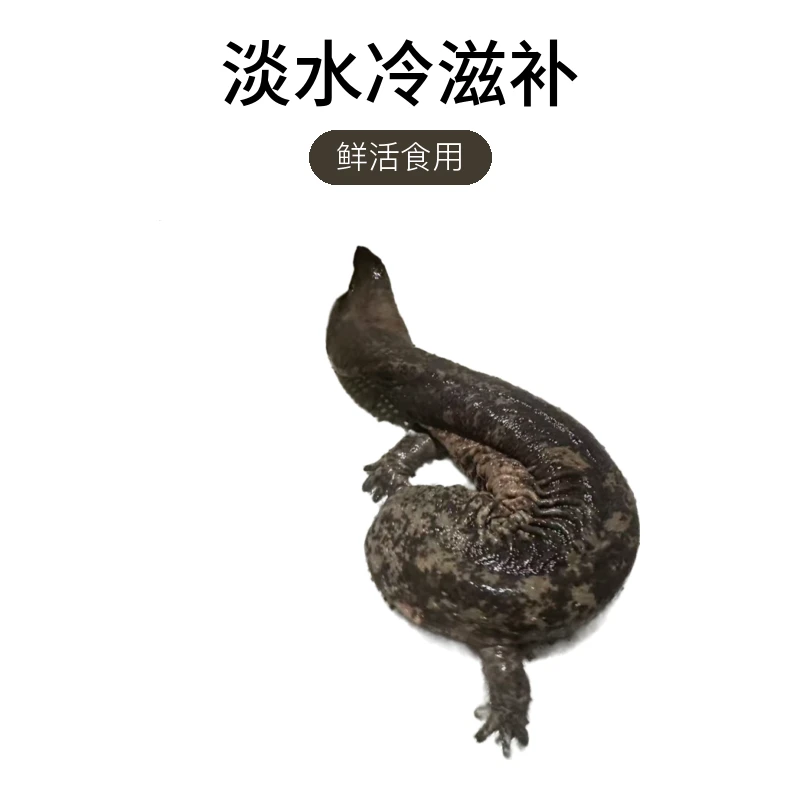 人工养殖娃娃鱼鲜活食用养殖0.6到1.2斤大鲵活体生鲜水产
