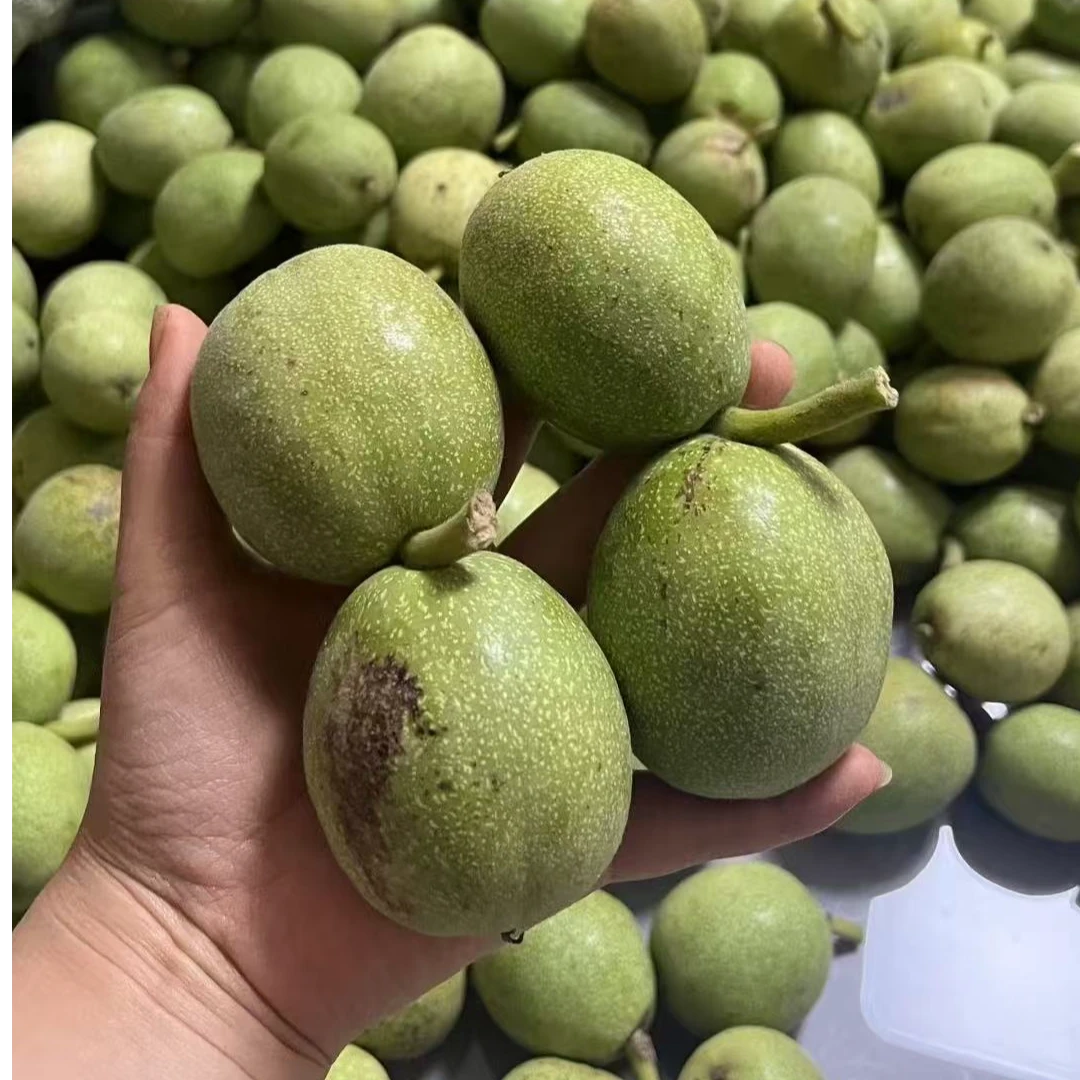 甘肃陇南青皮核桃现摘现发老树核桃