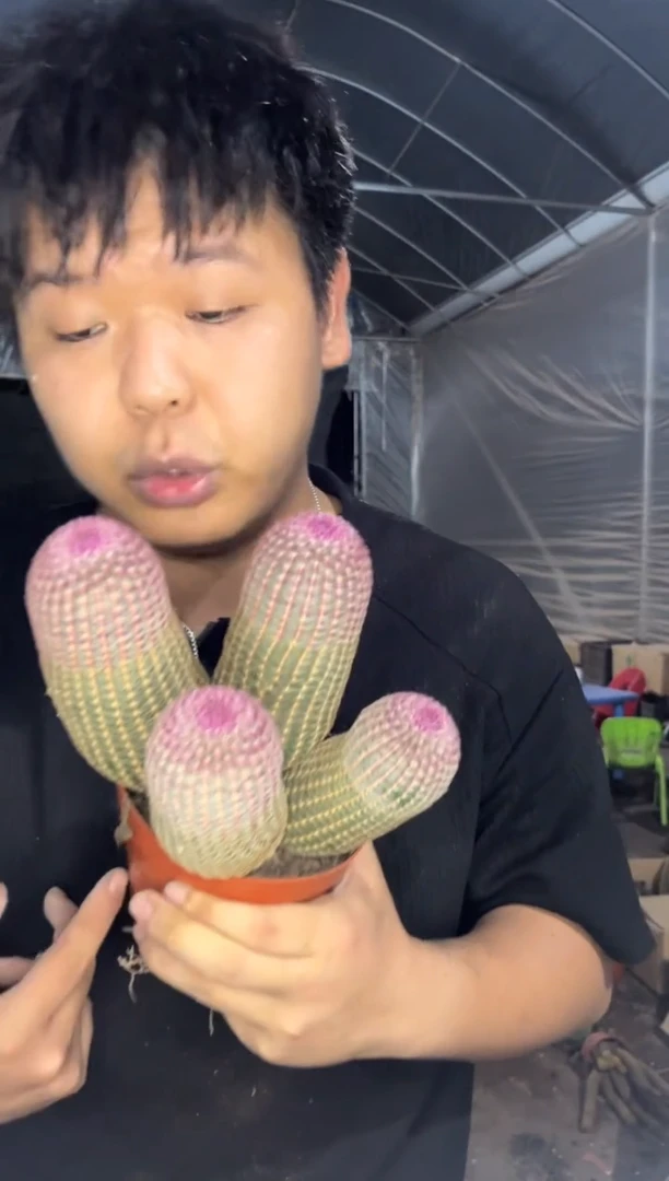 4大头 红太阳【带根】