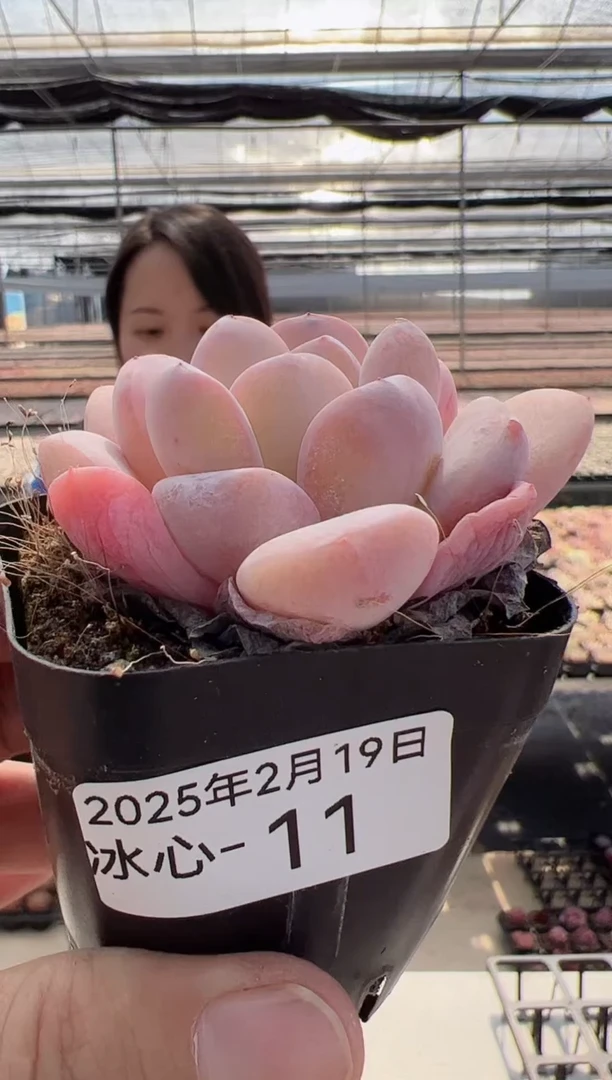 【闪购商品】冰心多肉-11