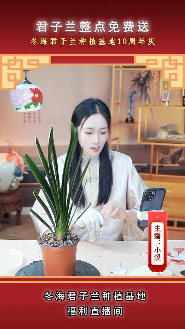 完全开放L*P君子兰