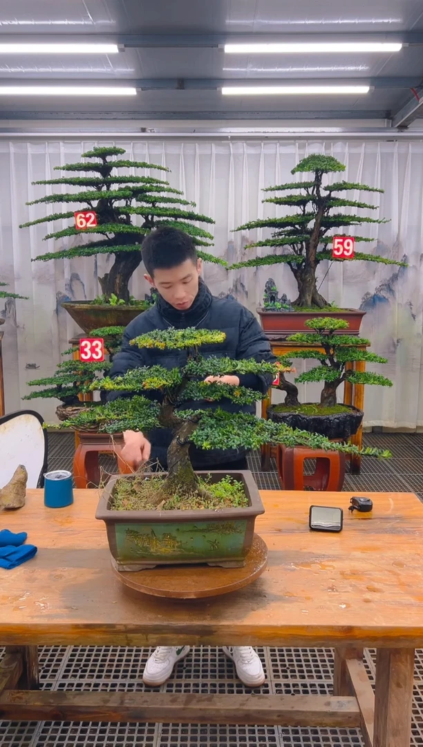 无花朵精品盆景直播间一物一拍