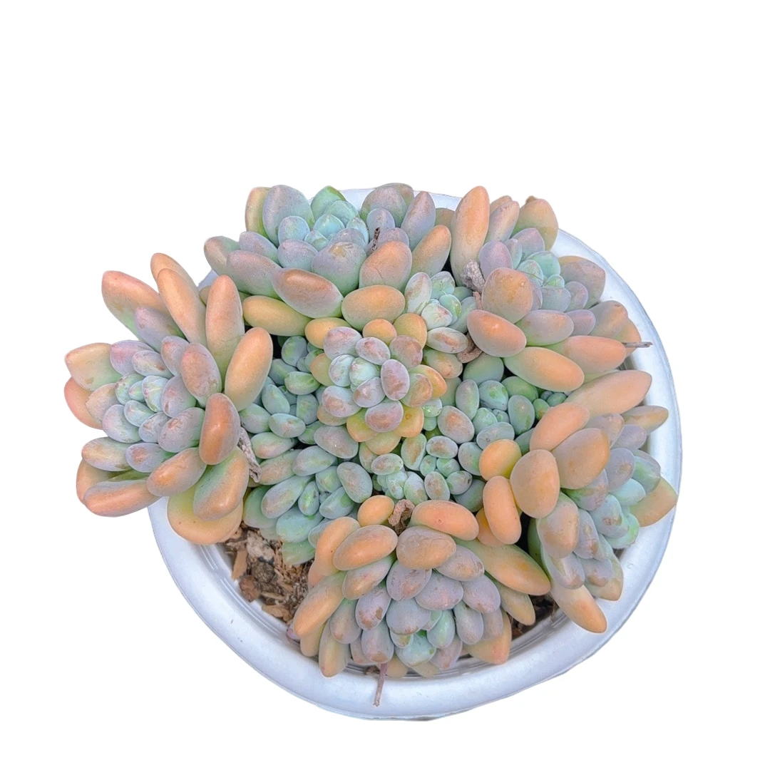 木糖醇(多肉植物)满19.9包邮 云南基地源头直发新手好养