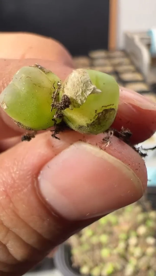 一物一拍     默认微瑕  234