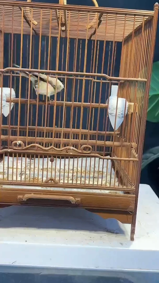 虎皮鹦鹉75号   红子养笼1元起拍