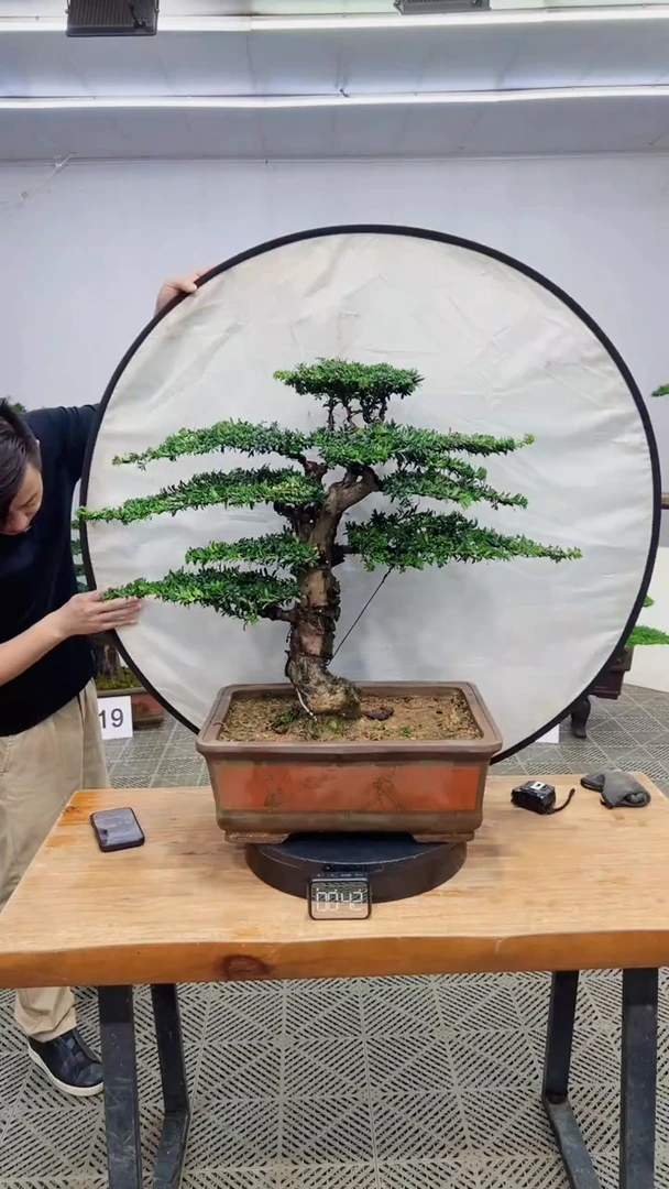 无花朵造型盆景一物一拍