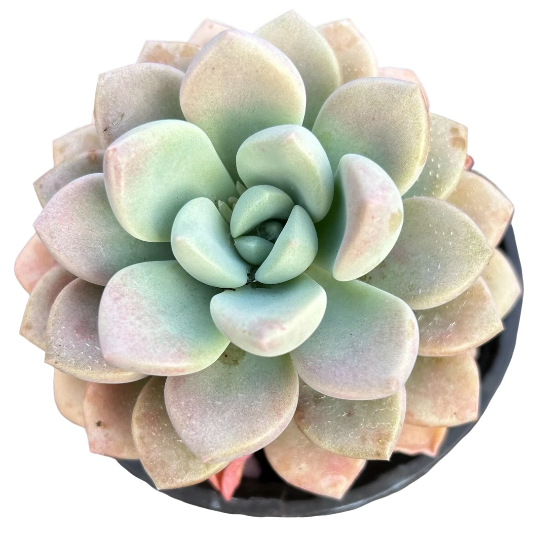 花斑鹿脱土  传承多肉空气多肉植物耐旱