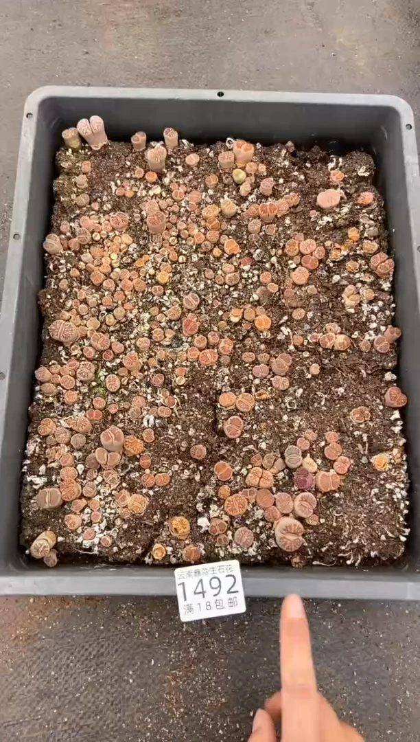 1492特价菊纹章有疤瑕疵带土不带盆发货