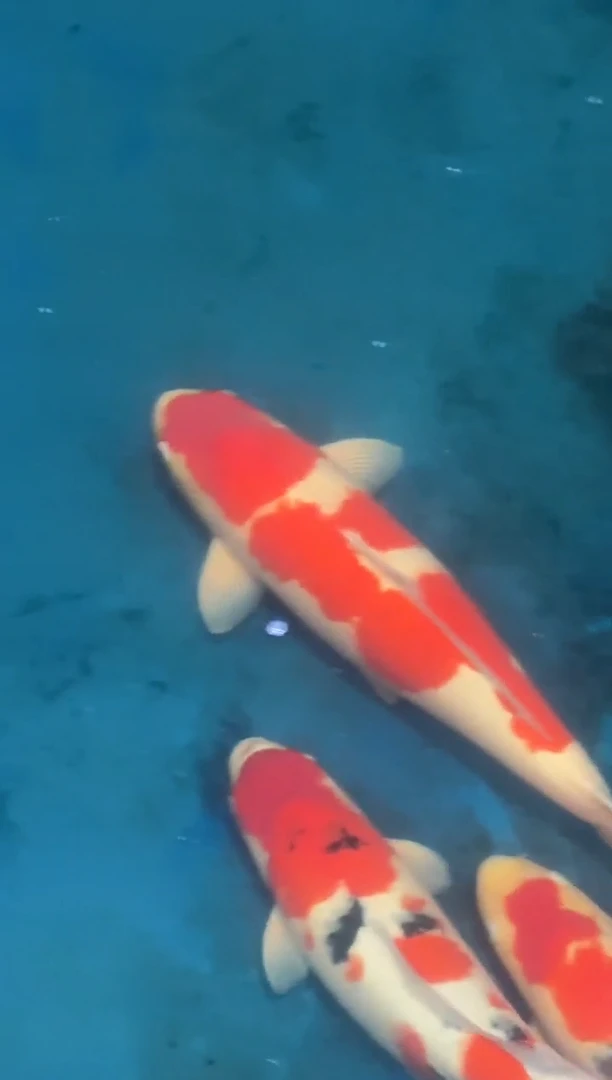 锦鲤佛山金隆锦鲤直播专用闪购链接，不支持7天无理由退货退款