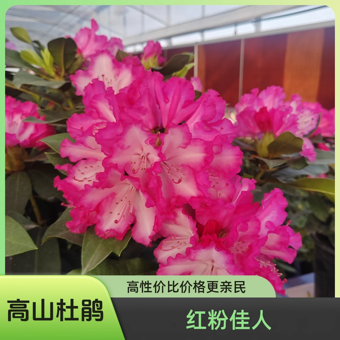 高山杜鹃-【红粉佳人】精品老桩  花期长易养护 基地精选