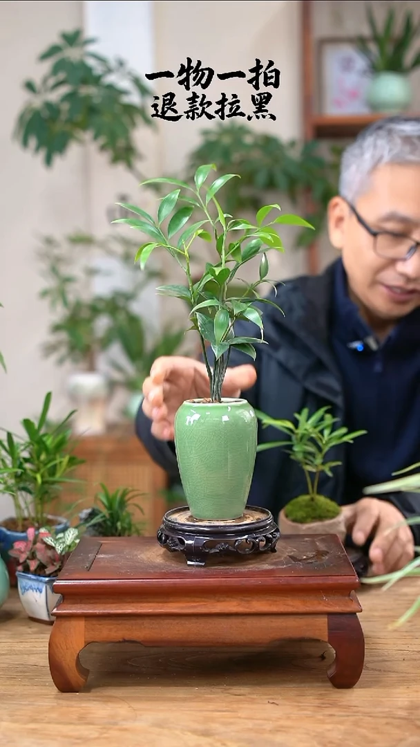 完全开放徐****修竹柏090