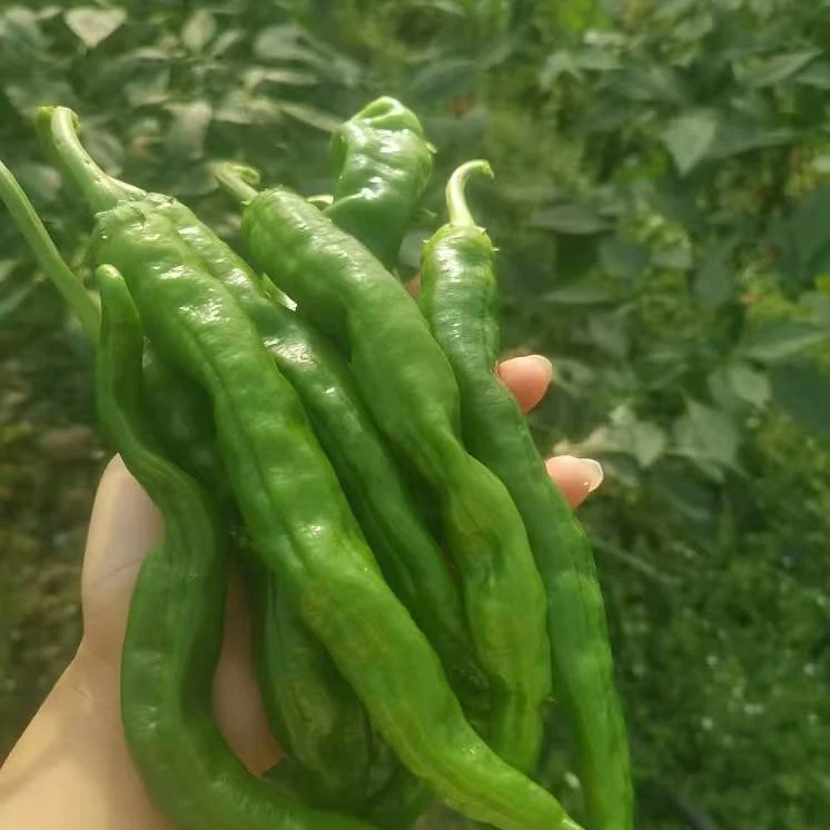 湖南辣椒耒阳本地新鲜辣椒