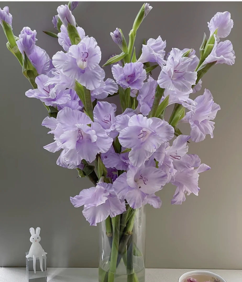 香芋紫剑兰鲜花室内水养新鲜插花可作节日礼物云南基地直发