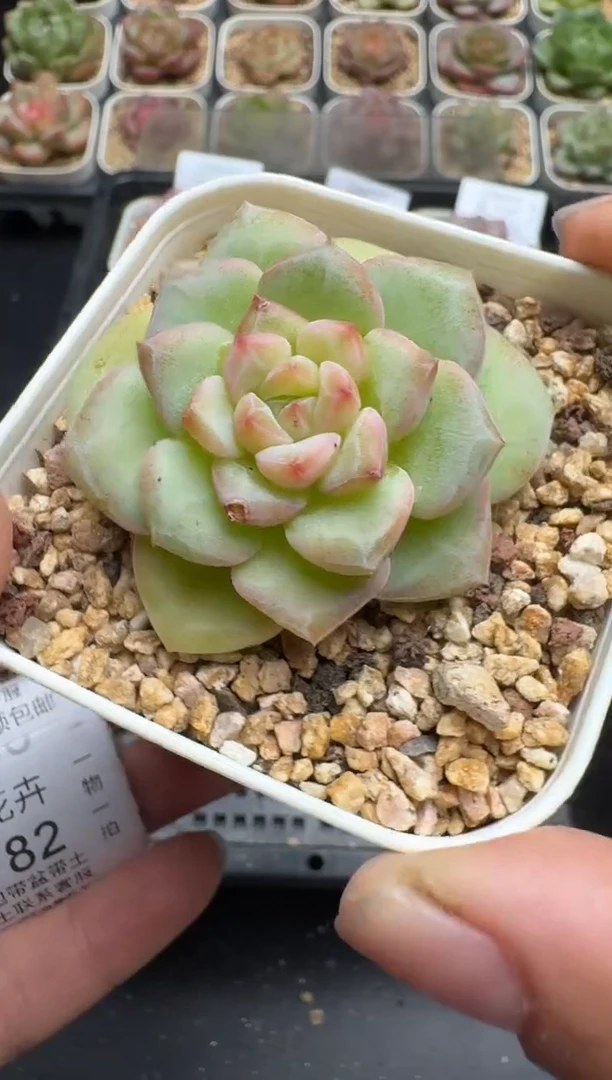 780K云禹多肉植物 带盆土纸巾打包 当天拍3颗包邮