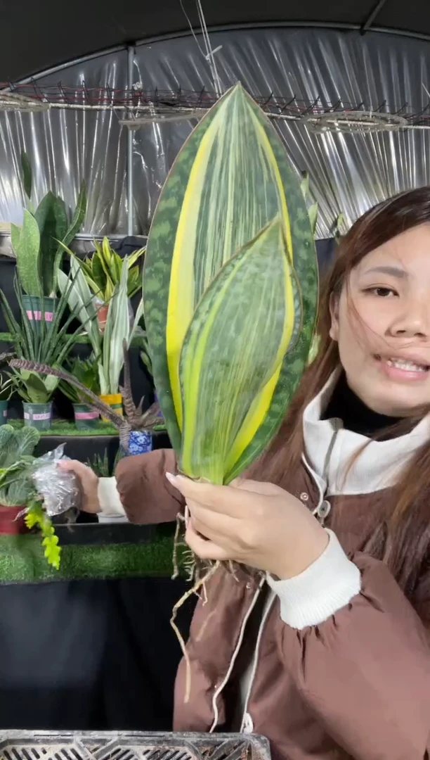 【闪购商品】黄金丝宝镜30cm起15.8裸根发货