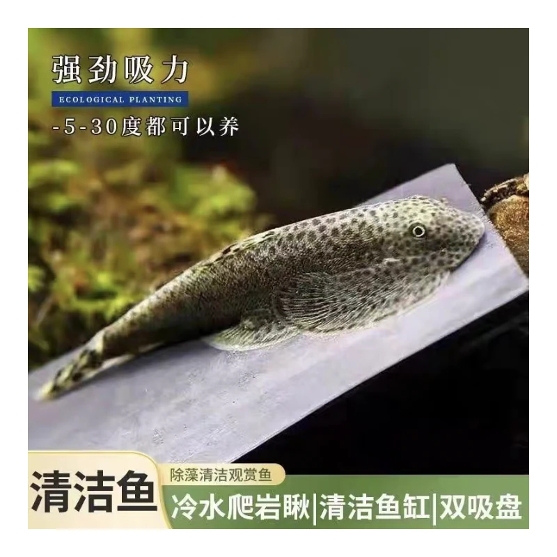 贵州爬岩鳅双吸盘冷水工具鱼清洁鱼缸青苔残渣吃鱼粪