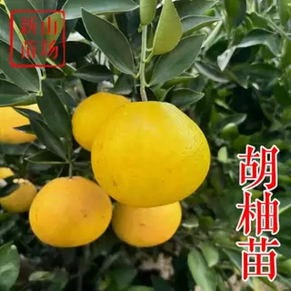 【胡柚苗】抗冻耐寒常山胡柚南北方种植一年苗浙江新山苗场