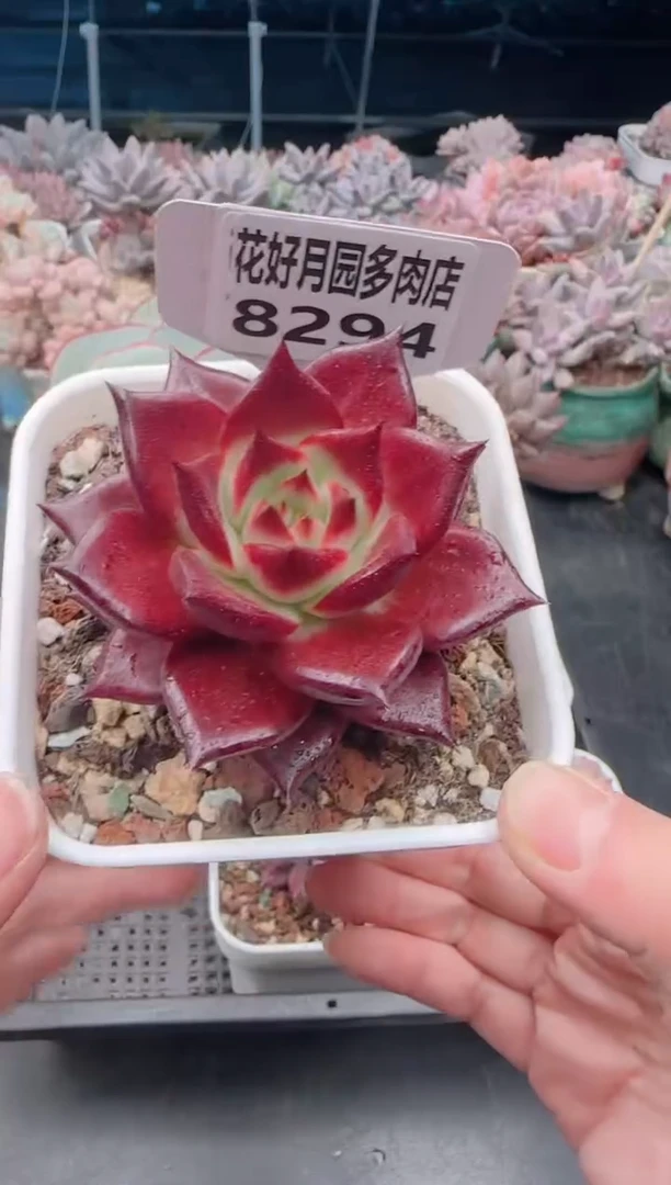 【闪购商品】8294罗宾