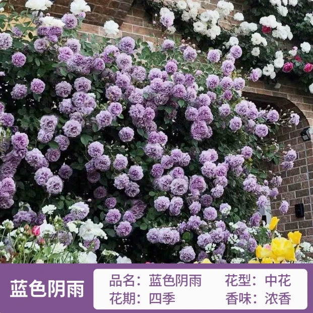蓝色阴雨 粉龙  王妃  甜梦