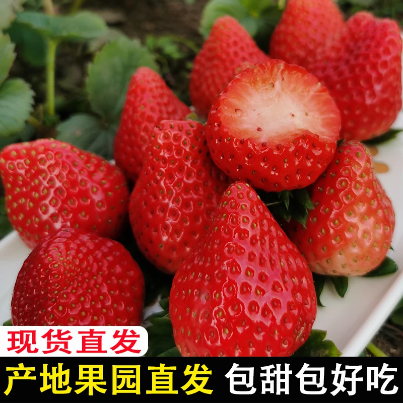 【中果3斤】奶油草莓新鲜水果99九九孕妇牛奶超级大草莓香京东空运
