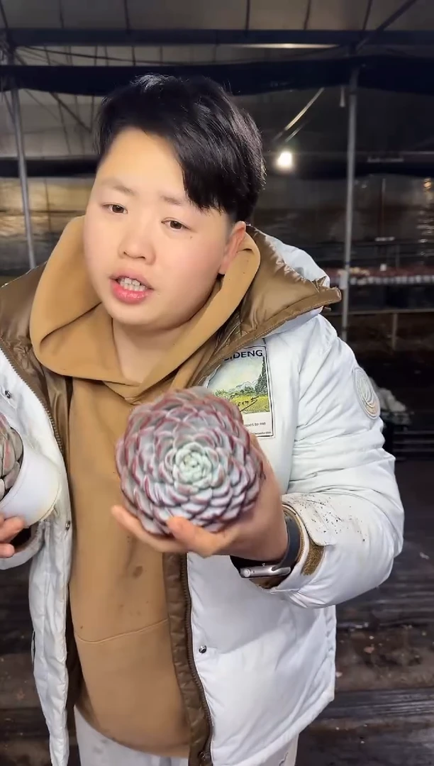 单头雪茶带盆土2颗 3.99