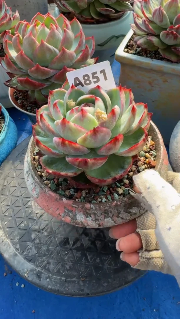 【闪购商品】A851惊鸿仙子（裸根发货）