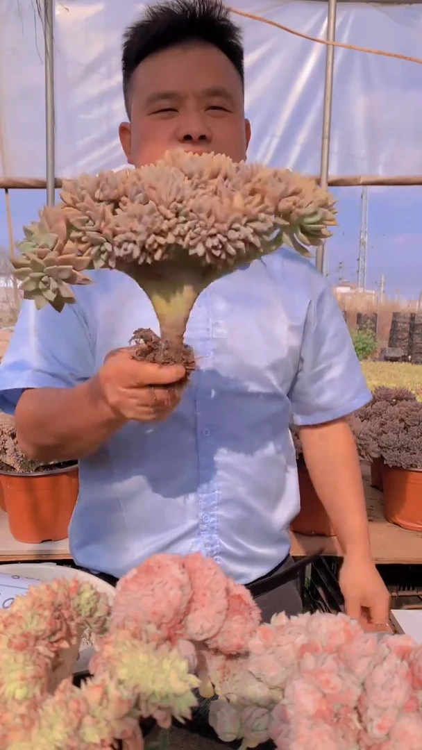 【闪购商品】缀化102