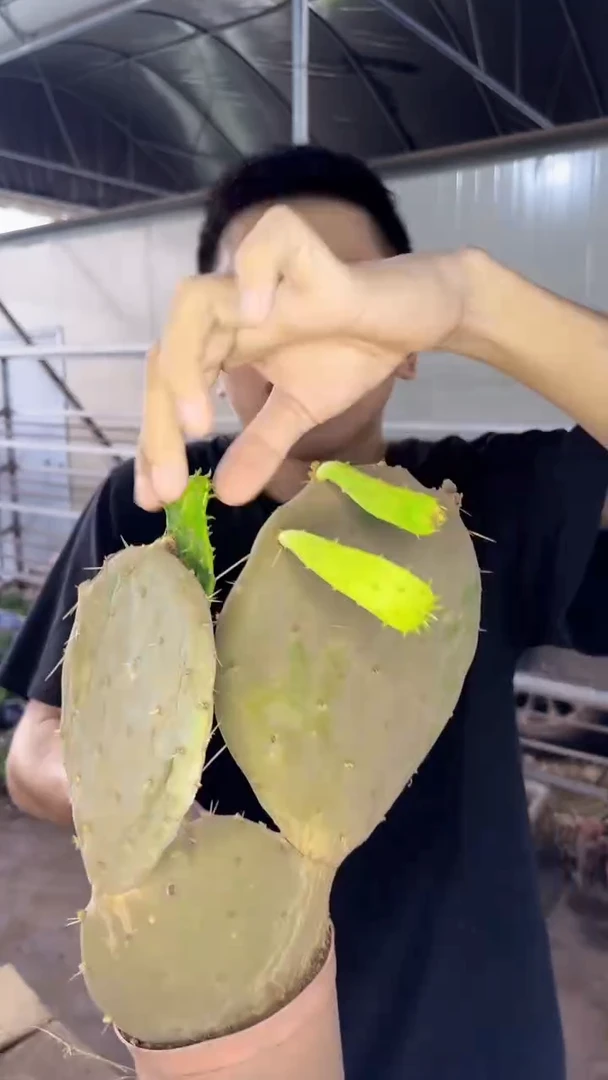 明镜 仙人掌【带根】