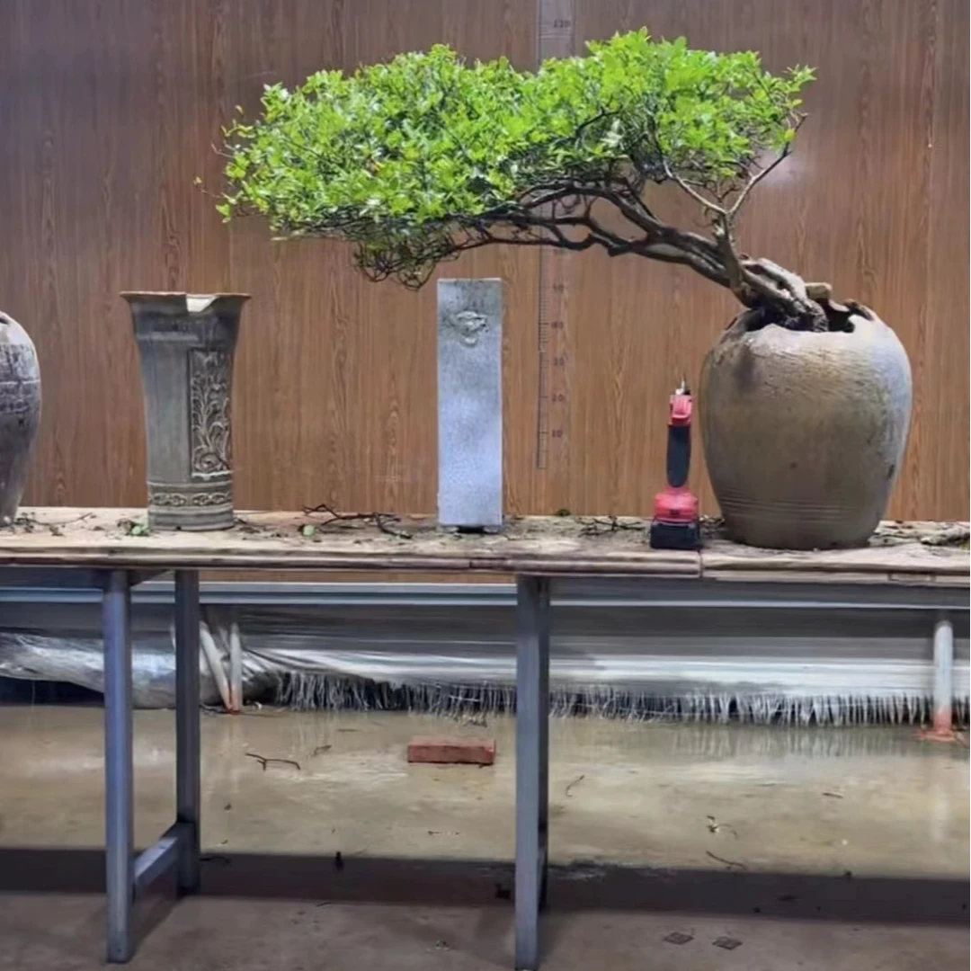 海岛栀子花，春花，一物一拍绿植盆景··盆栽飘枝室内栀子花盆栽批发