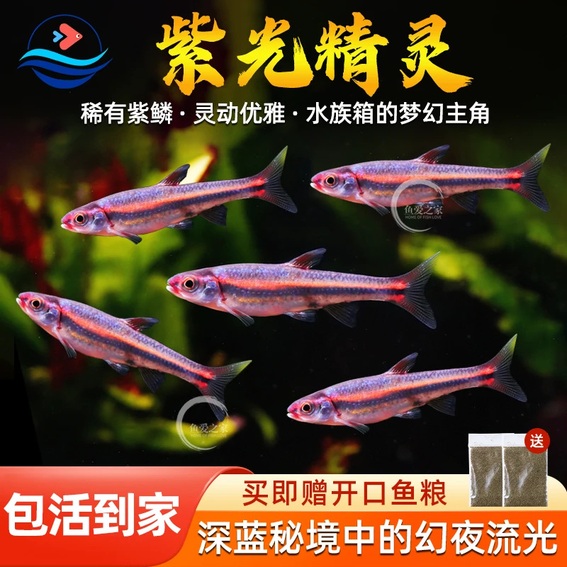 紫光精灵鱼幻彩霓虹多彩灯鱼原生冷水耐寒淡水活体北美小型观赏鱼