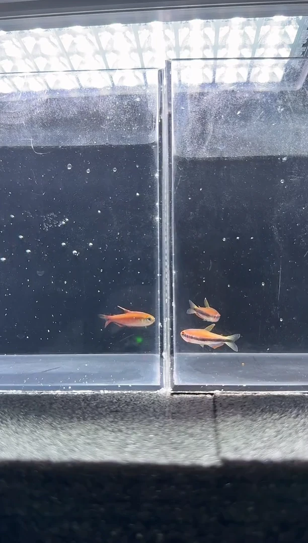 灯科鱼曾****e白金蓝蒂2型