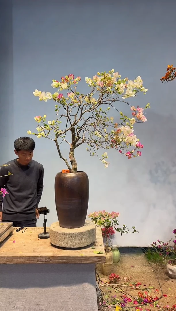 以实际为准三角梅72