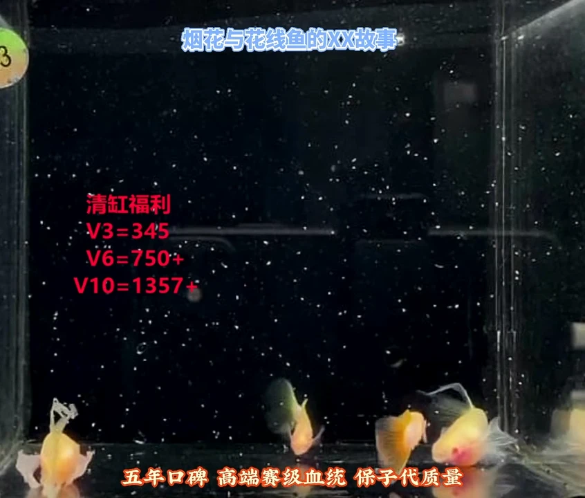 孔雀鱼新幻彩绣球白子压成高端福利2对