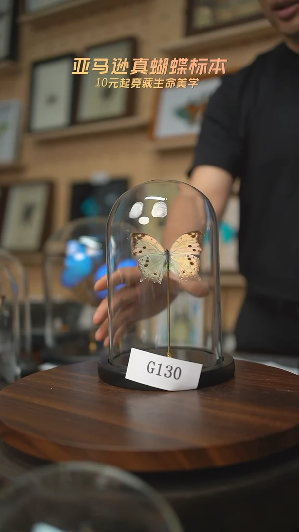 有机玻璃l*h蝴蝶标本G130