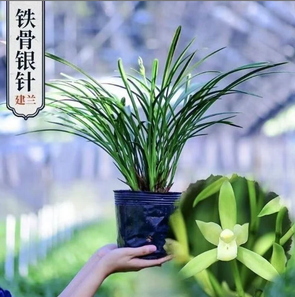 【铁骨 银针】建兰四季兰 新手好养易活盆栽办公室正品国兰绿植