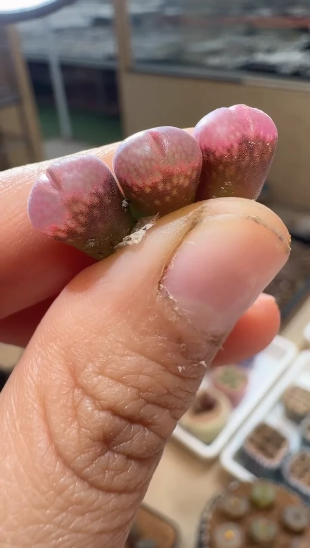 107多肉植物肉锥日本原株风铃一颗