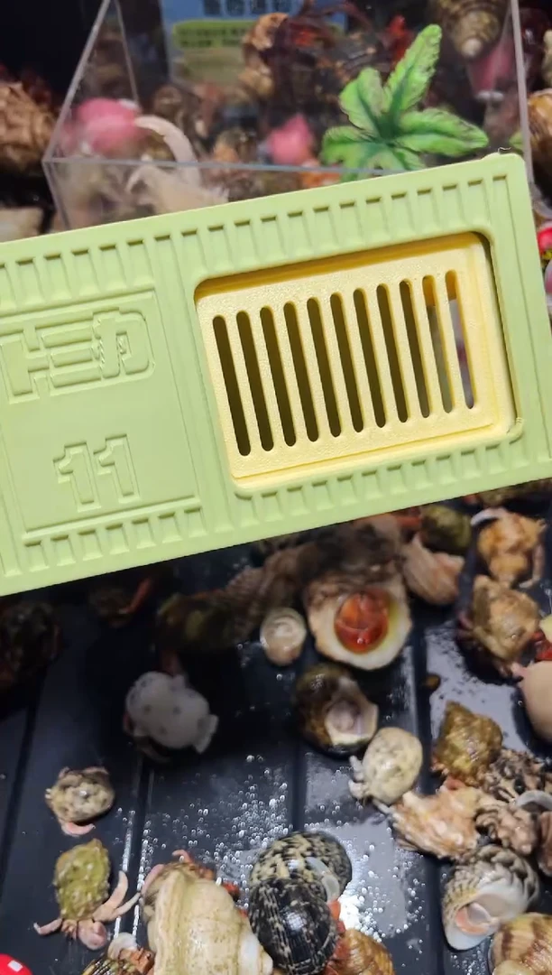 陌派帝国寄居蟹，躲避攀爬绿黄色