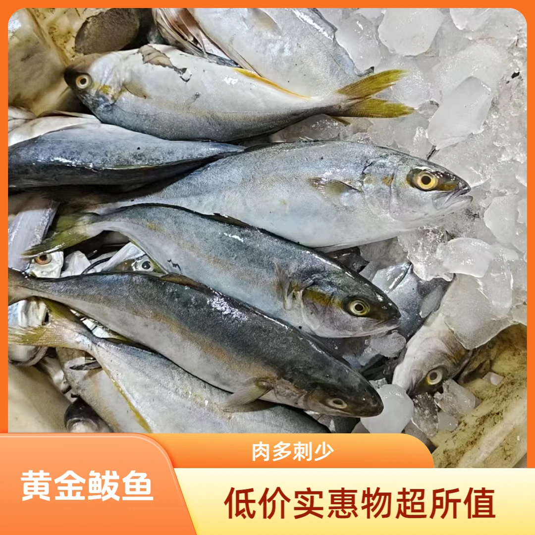 4斤黄金鲅鱼急冻锁鲜营养美味