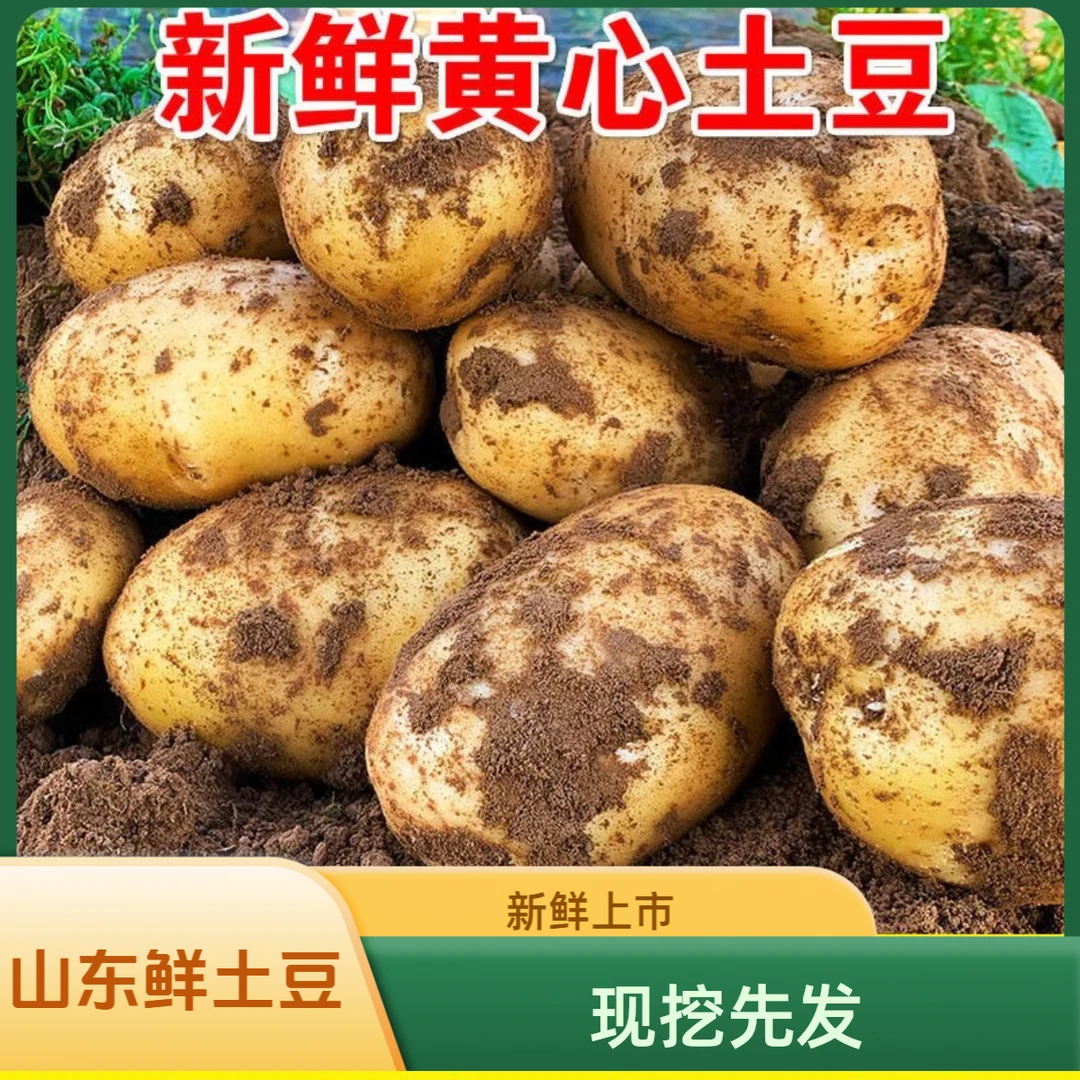 2025年山东新鲜土豆黄心黄皮山东特产洋芋薯片薯条新鲜蔬菜达人