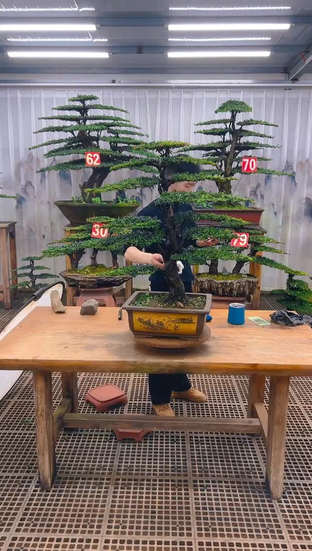 无花朵精品盆景直播间一物一拍