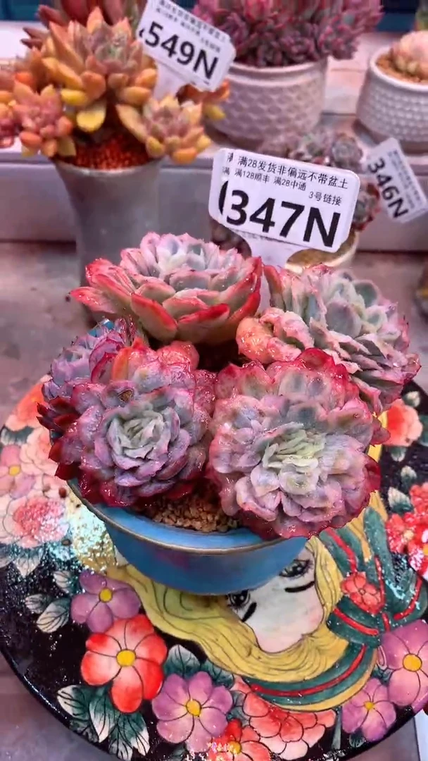 347N    泡泡纱裙