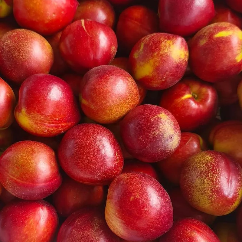 【周谷堆自营】周谷堆智利进口油桃净重4斤脆甜新鲜 “桃” 不掉（11）